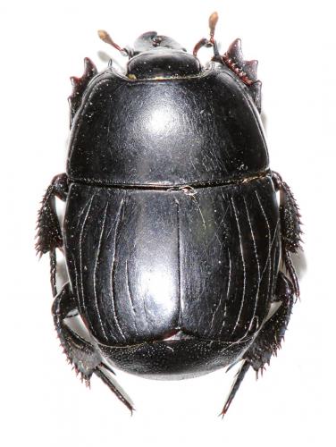 Hister quadrimaculatus